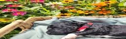 Mini Sheepadoodle dogs for sale: Stella - Ad 17