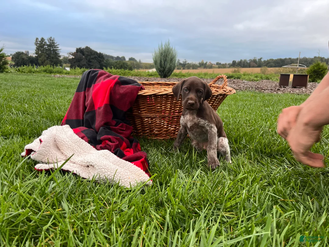 German Shorthaired Pointer dogs for sale: Gunner❤️AKC Registered - Ad 2