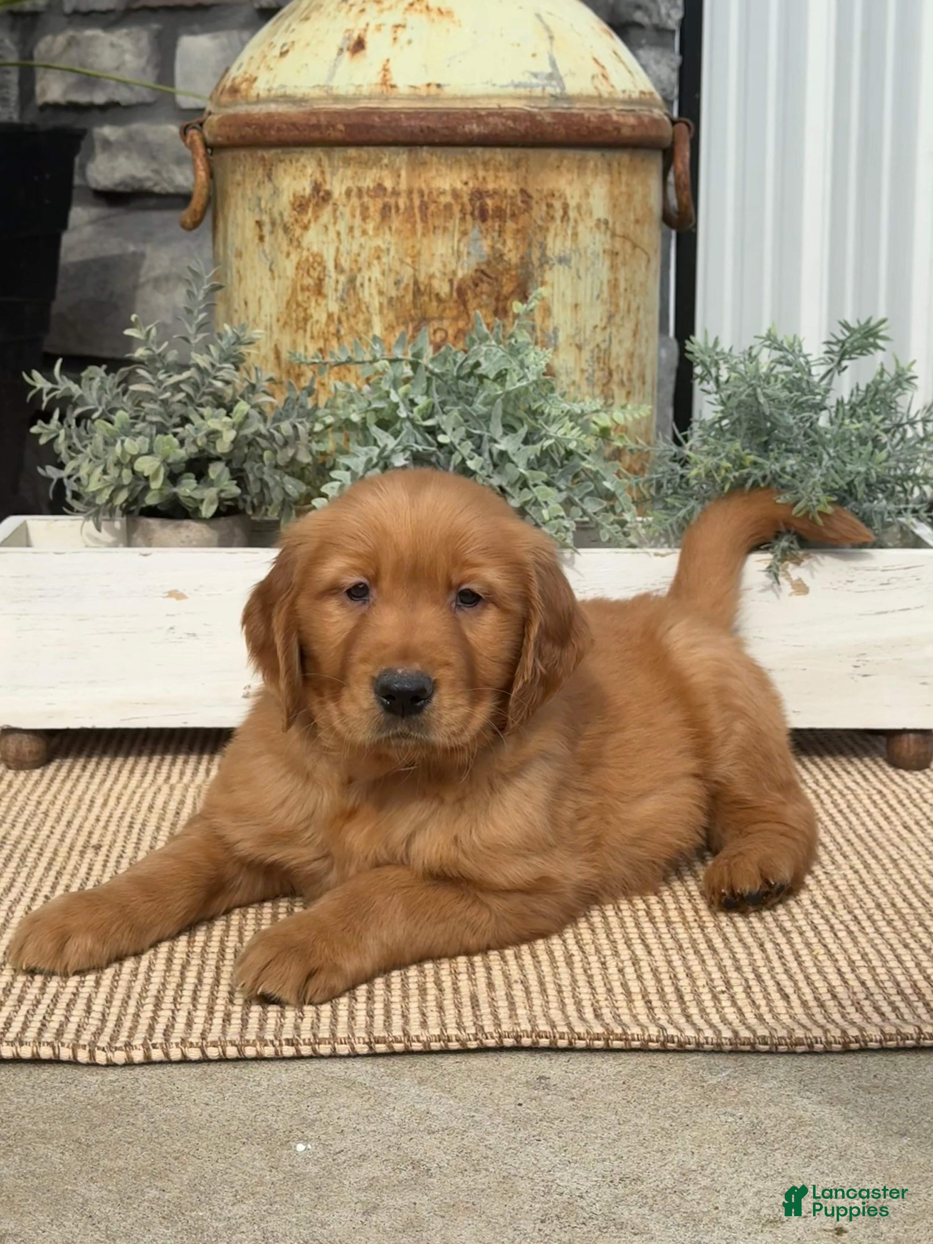 Golden Retriever dogs Boss - Ad 1