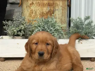 Golden Retriever dogs for sale: Boss - Ad 4