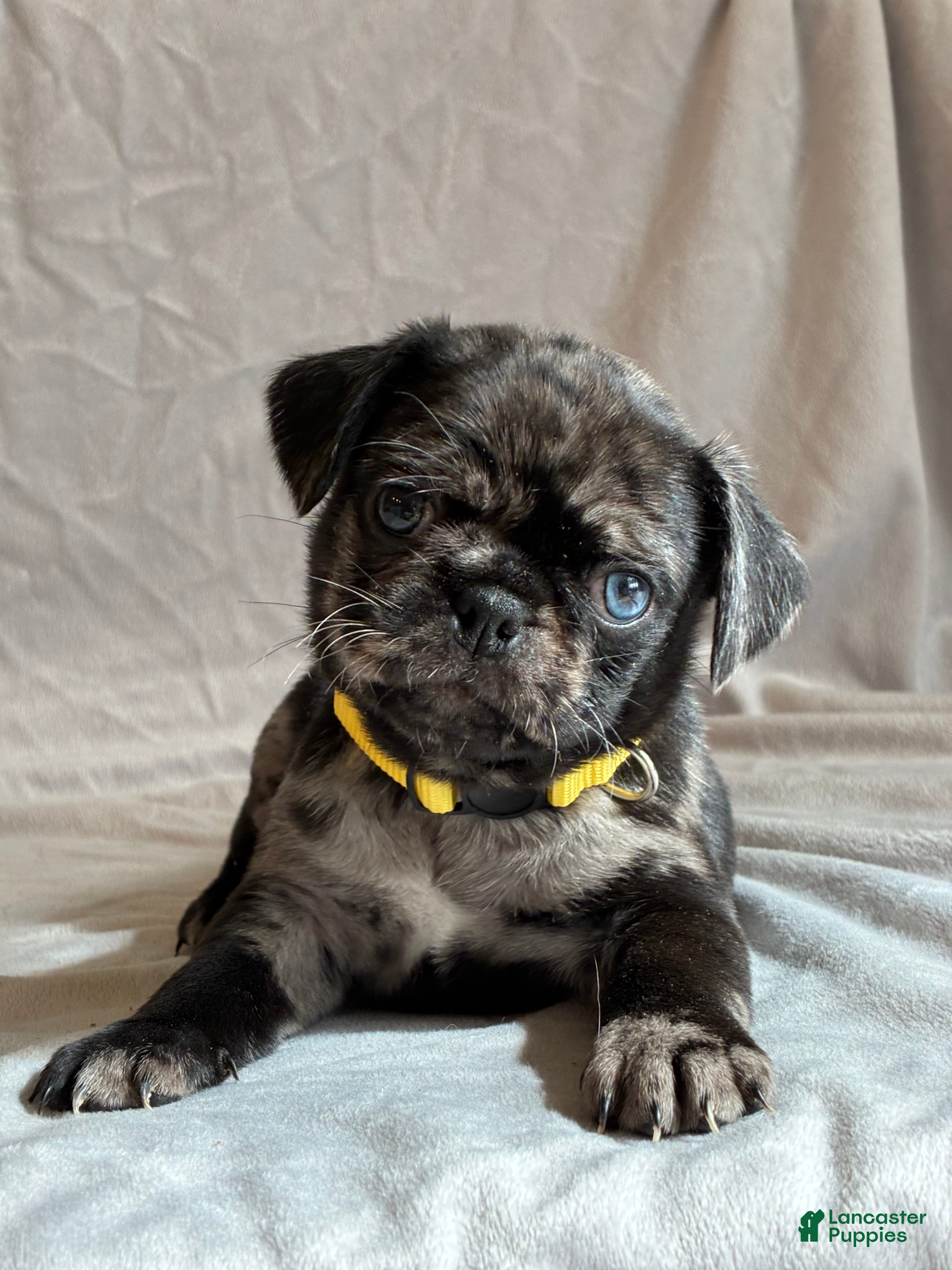 Pug dogs Dunner - Ad 1