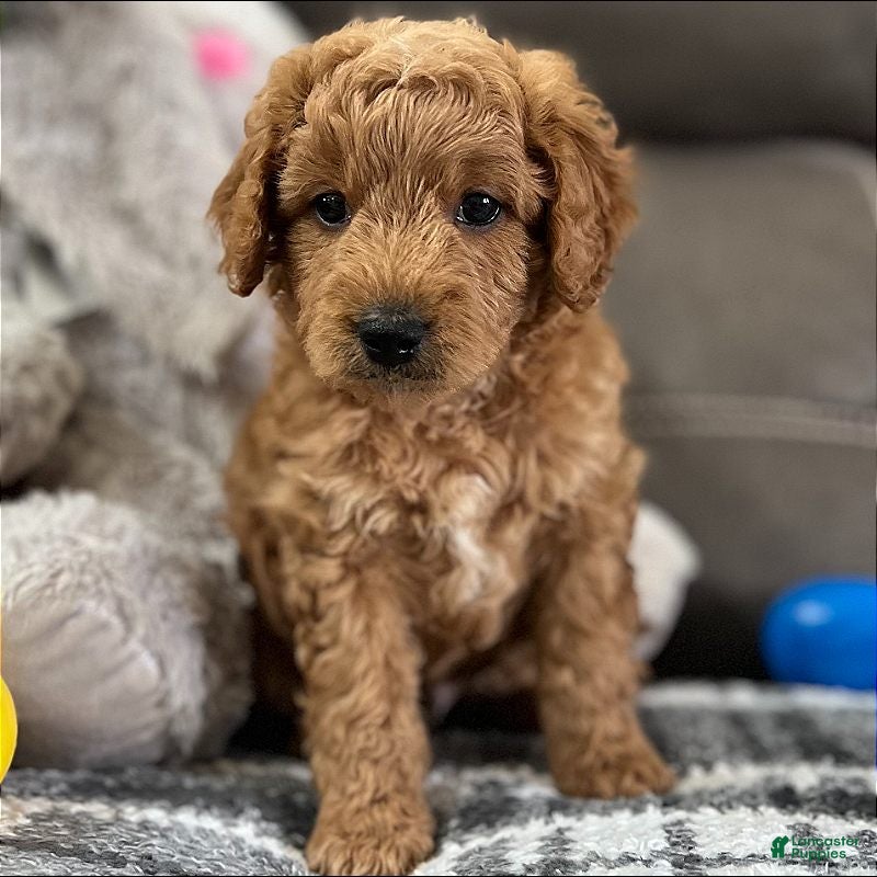 Mini Goldendoodle dogs Sully(Micro Mini Boy) - Ad 1