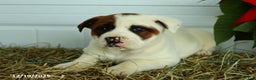 Mixed Breed dogs for sale: Lulu - Ad 4