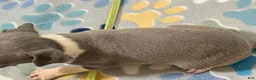 Italian Greyhound dogs for sale: Swan - Ad 5
