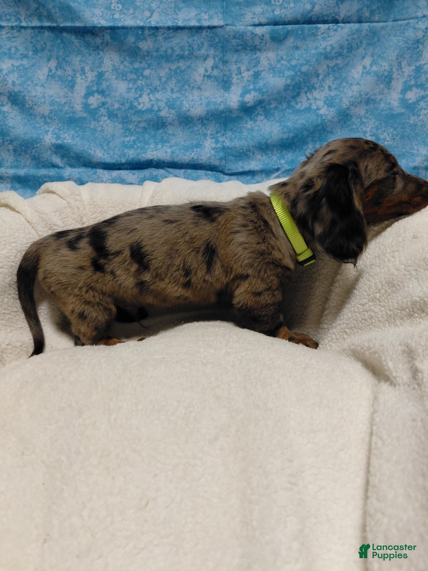 Miniature Dachshund dogs Dollar  - Ad 1