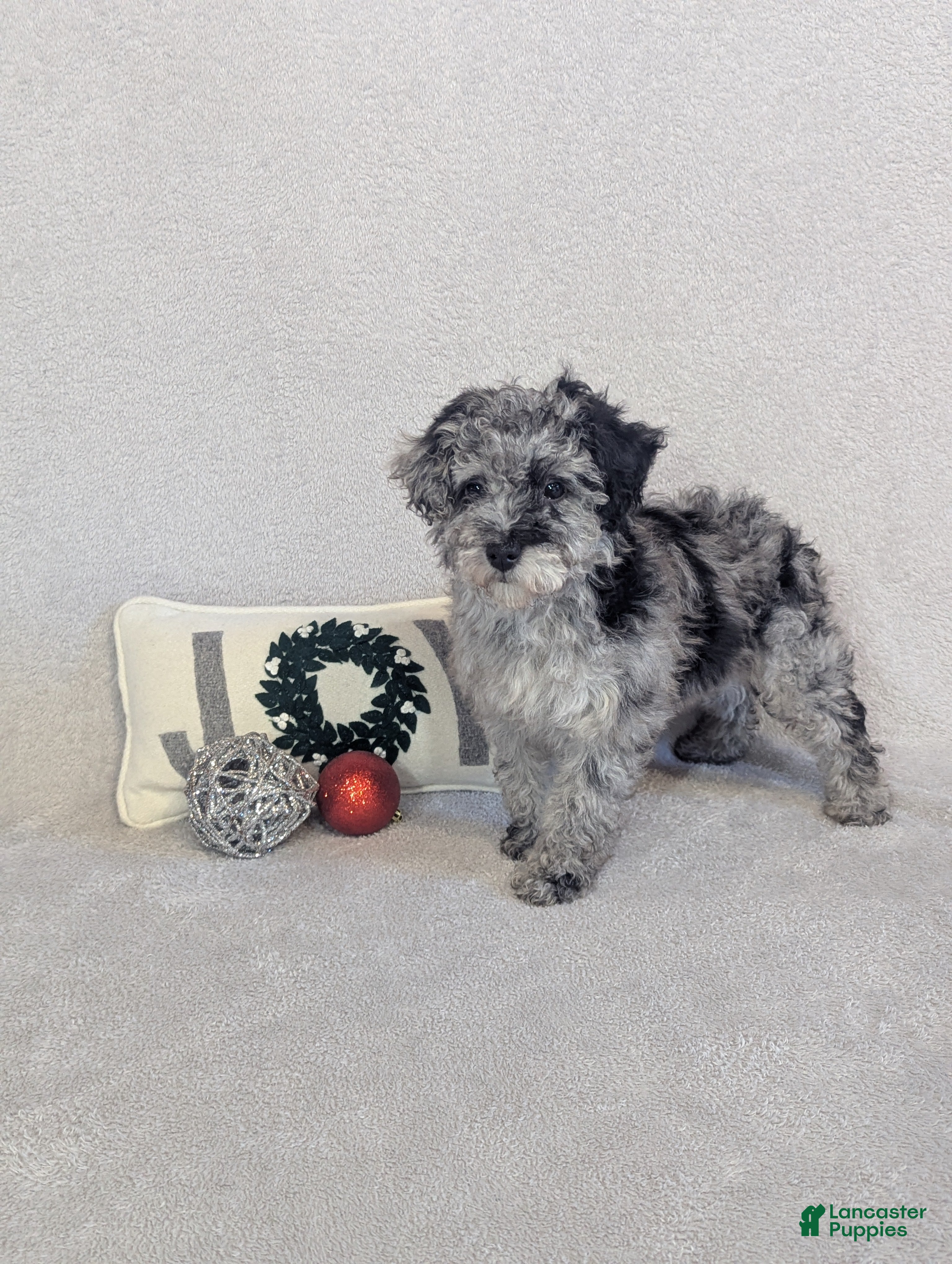 Miniature Poodle dogs Miniature Poodle Puppy 1 - Ad 28