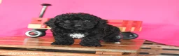Toy Poodle dogs for sale: Jasmine - Ad 4