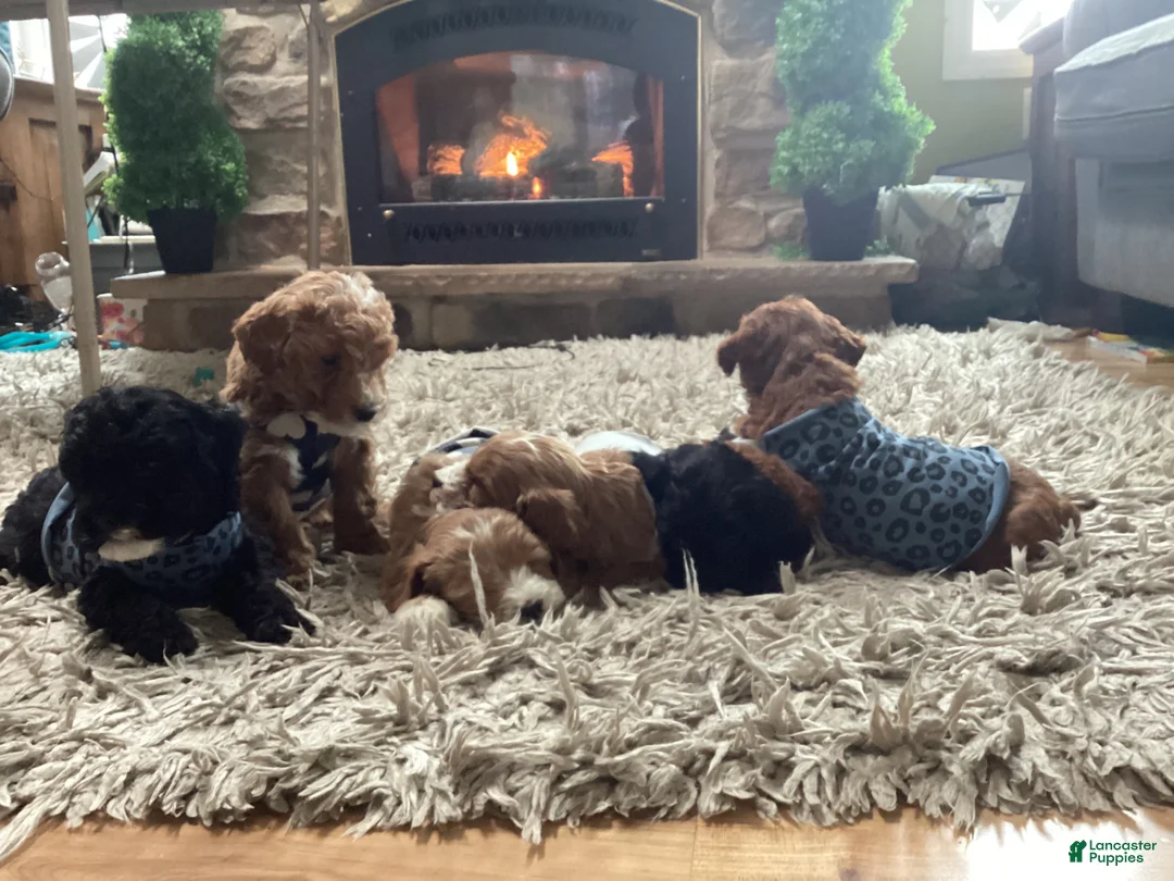 Mini Goldendoodle dogs for sale: Baxter - Ad 12