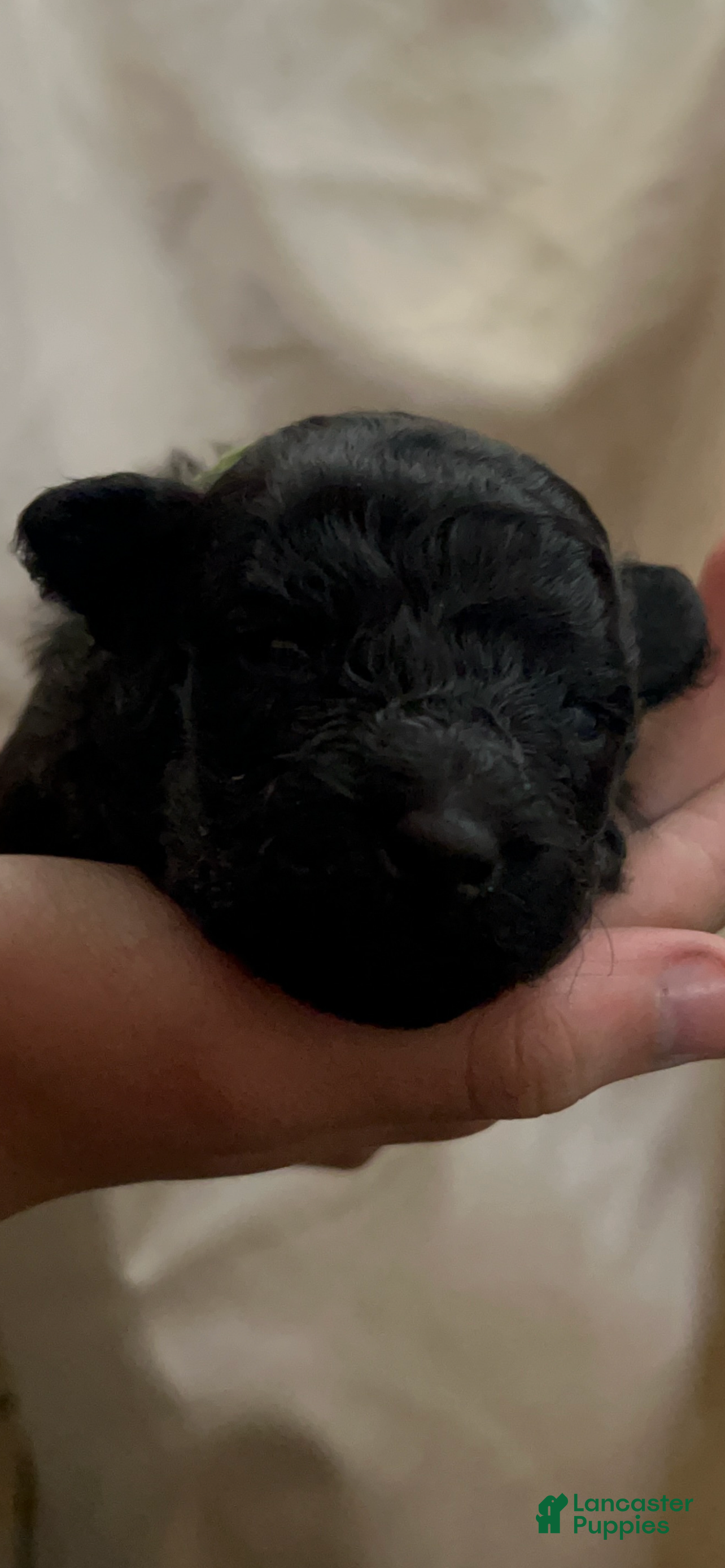 Hungarian Puli dogs Hungarian Puli Puppy Green - Ad 2