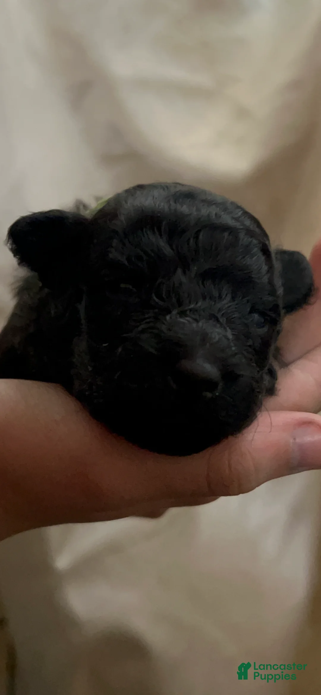 Hungarian Puli dogs for sale: Hungarian Puli Puppy Green - Ad 1