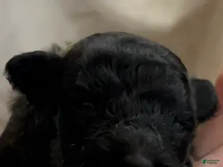 Hungarian Puli dogs Hungarian Puli Puppy Green - Ad 2