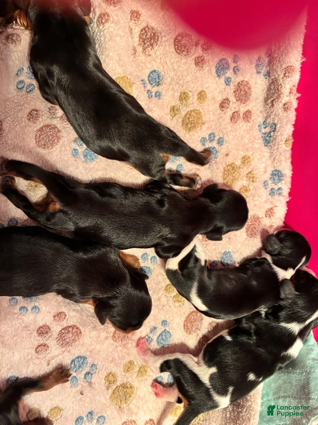 Cavalier King Charles Spaniel dogs for sale: Cavalier King Charles Spaniel 2 - Ad 2