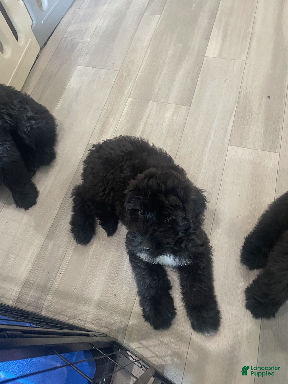 Bouvier Des Flandres dogs Bouvier Des Flandres 5 - Ad 2
