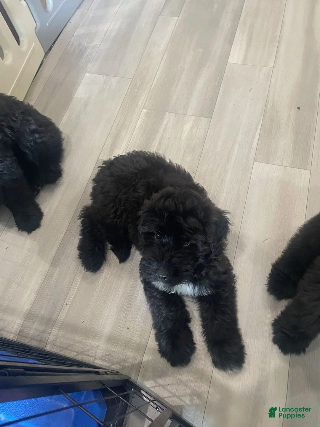 Bouvier Des Flandres dogs for sale: Bouvier Des Flandres 5 - Ad 2