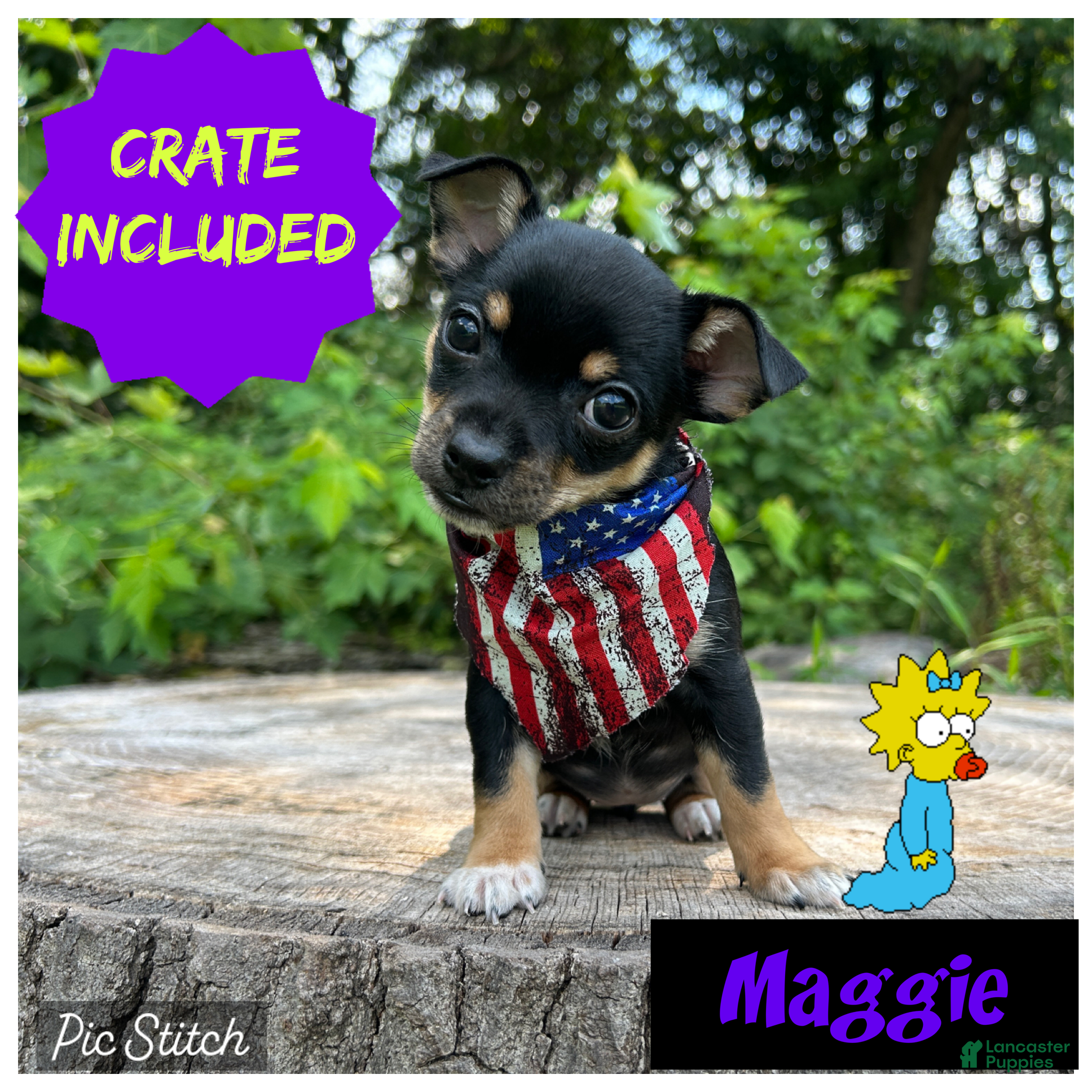 Chihuahua dogs 🐾Maggie~Black/tan Chihuahua - Ad 1