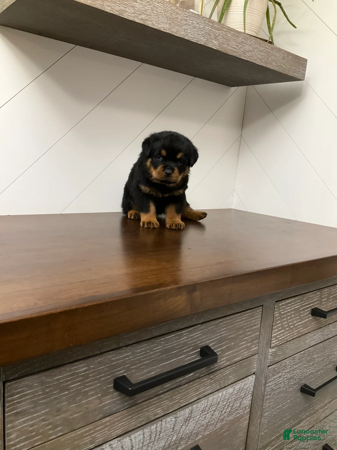 Rottweiler dogs for sale: Rottweiler Puppy 2 - Ad 9