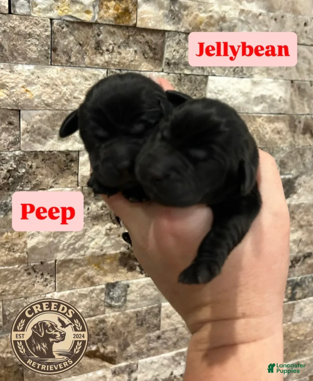 Labrador Retriever dogs for sale: Peep - Ad 1