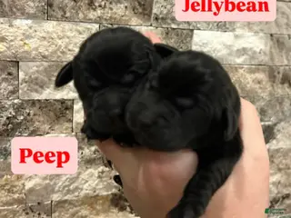 Labrador Retriever dogs for sale: Peep - Ad 1