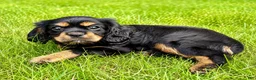 Cavalier King Charles Spaniel dogs for sale: Cavalier King Charles Spaniel (Bentley) - Ad 6