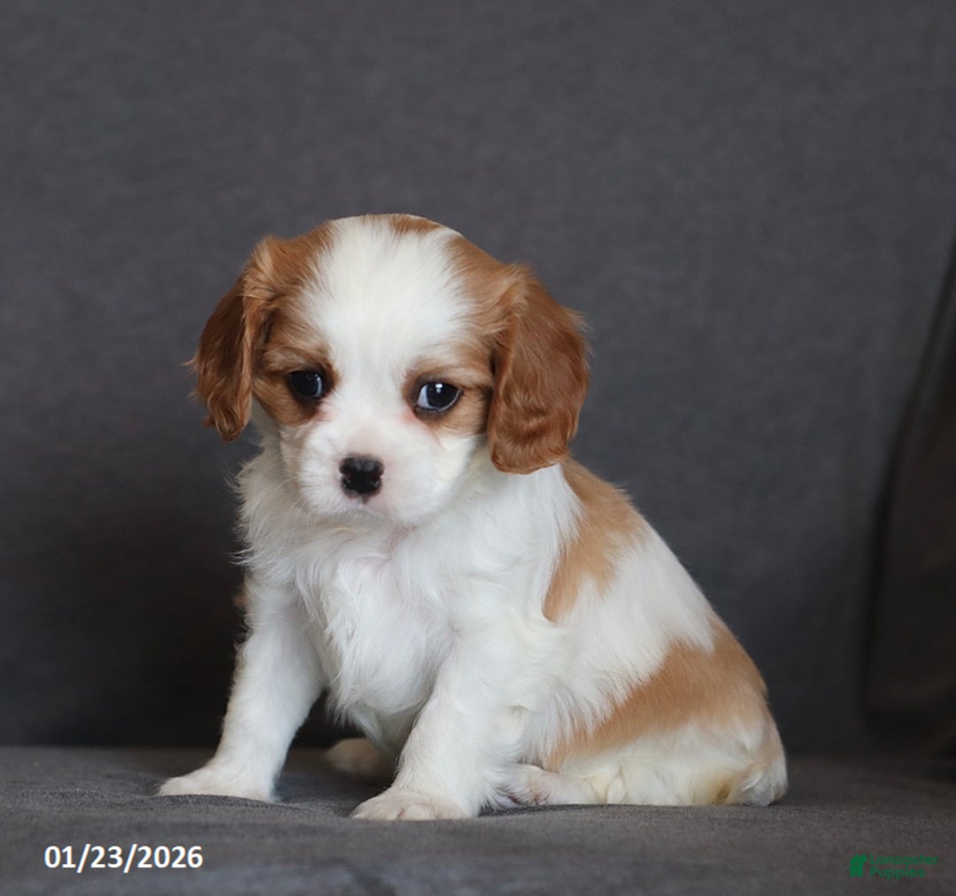 Cavalier King Charles Spaniel dogs for sale: Isaiah - Ad 3