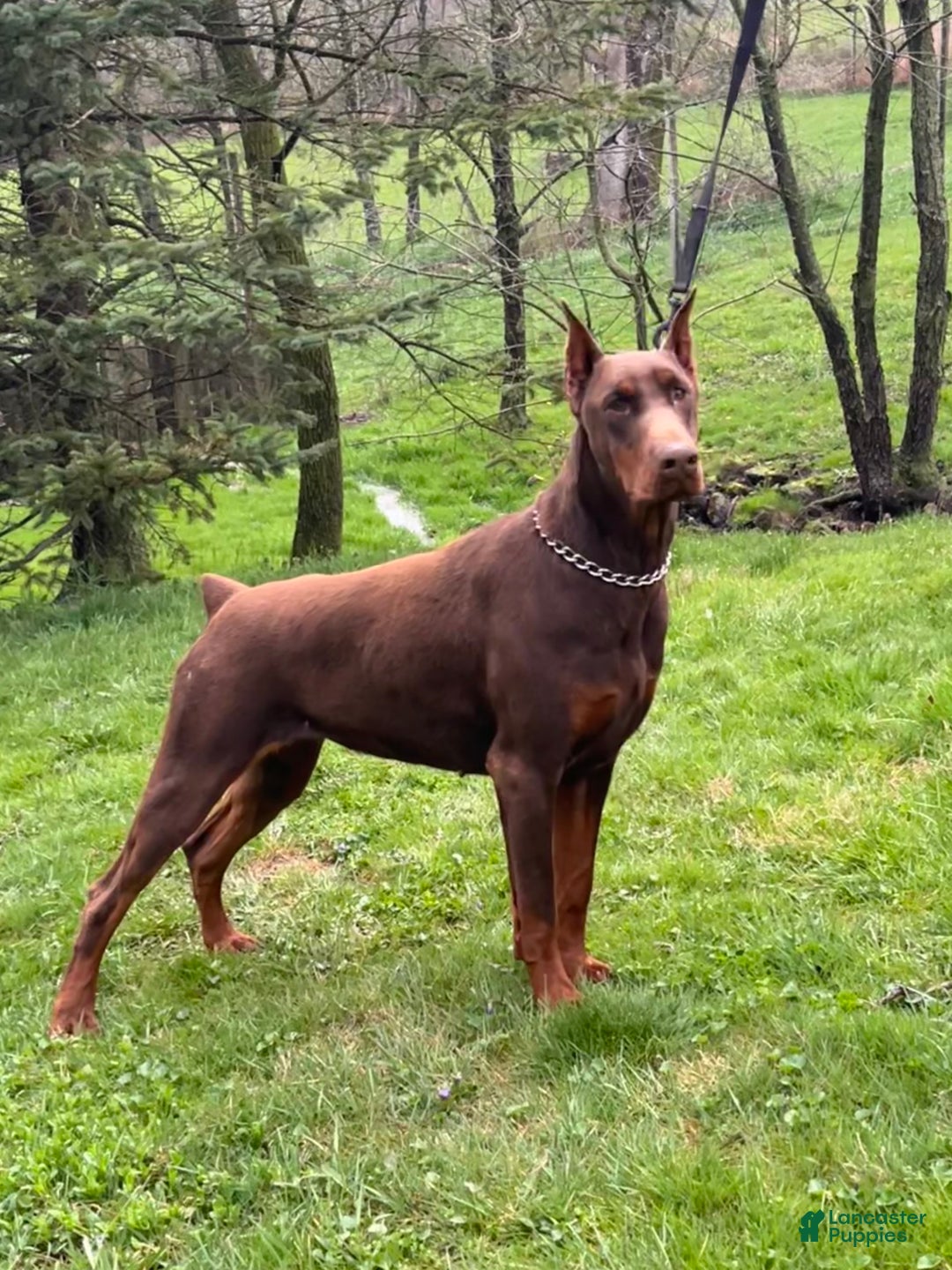 Doberman Pinscher dogs for sale: Tango - Ad 4
