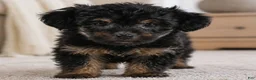 Yorkshire Terrier dogs for sale: Penny - Ad 6