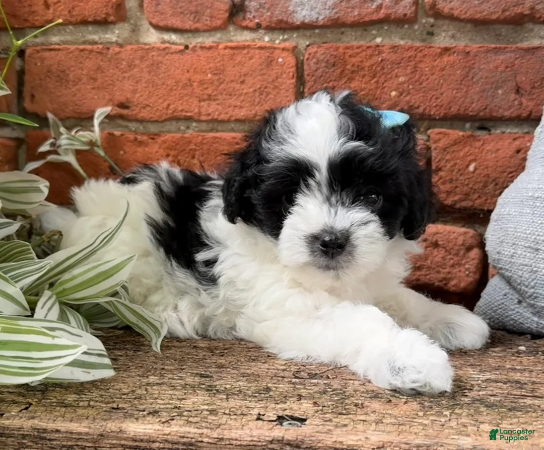 Havapoo dogs for sale: Annie - Ad 1