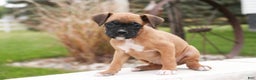 Boxer dogs for sale: Ruby - Ad 3