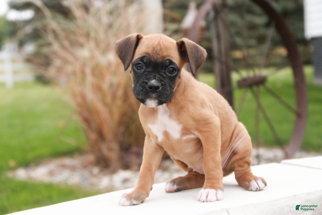 Boxer dogs for sale: Ruby - Ad 3