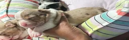 American Bully dogs for sale: American Bully 4 - Ad 3