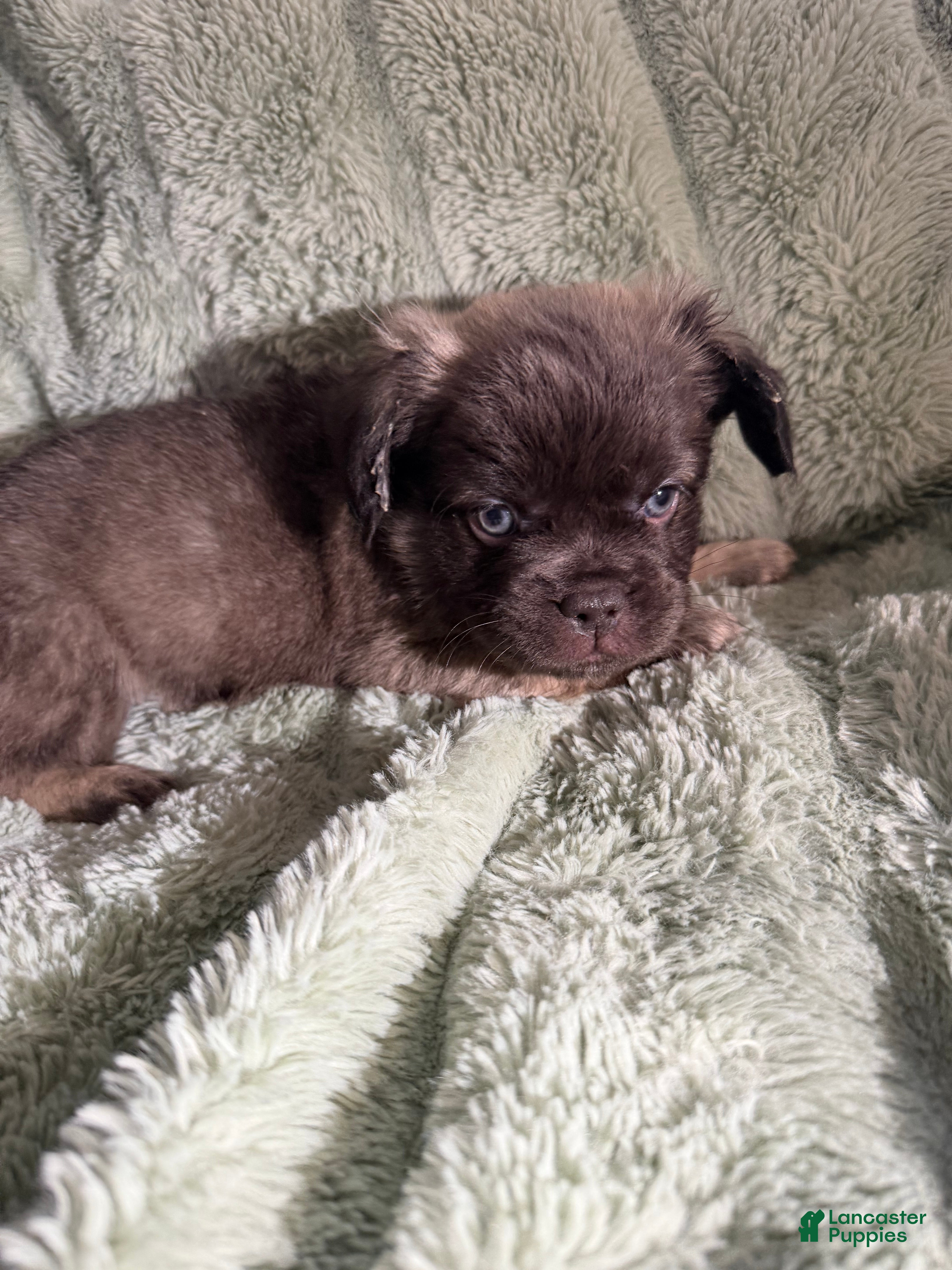 French Bulldog dogs Dopey - Ad 2