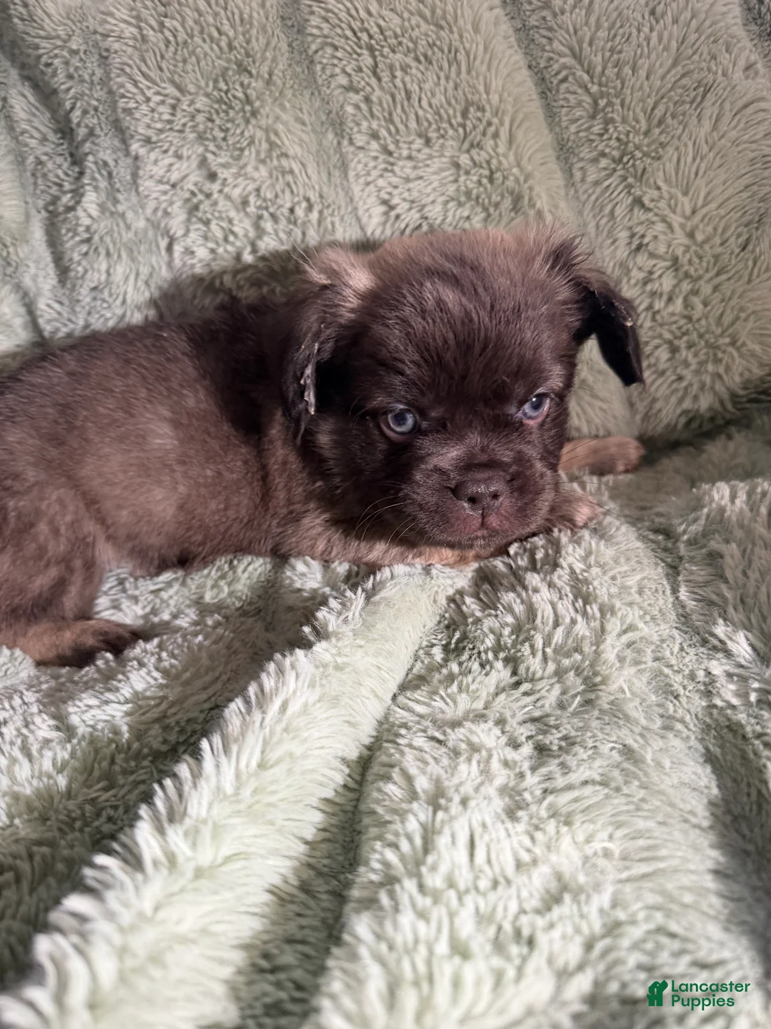 French Bulldog dogs for sale: Dopey - Ad 2