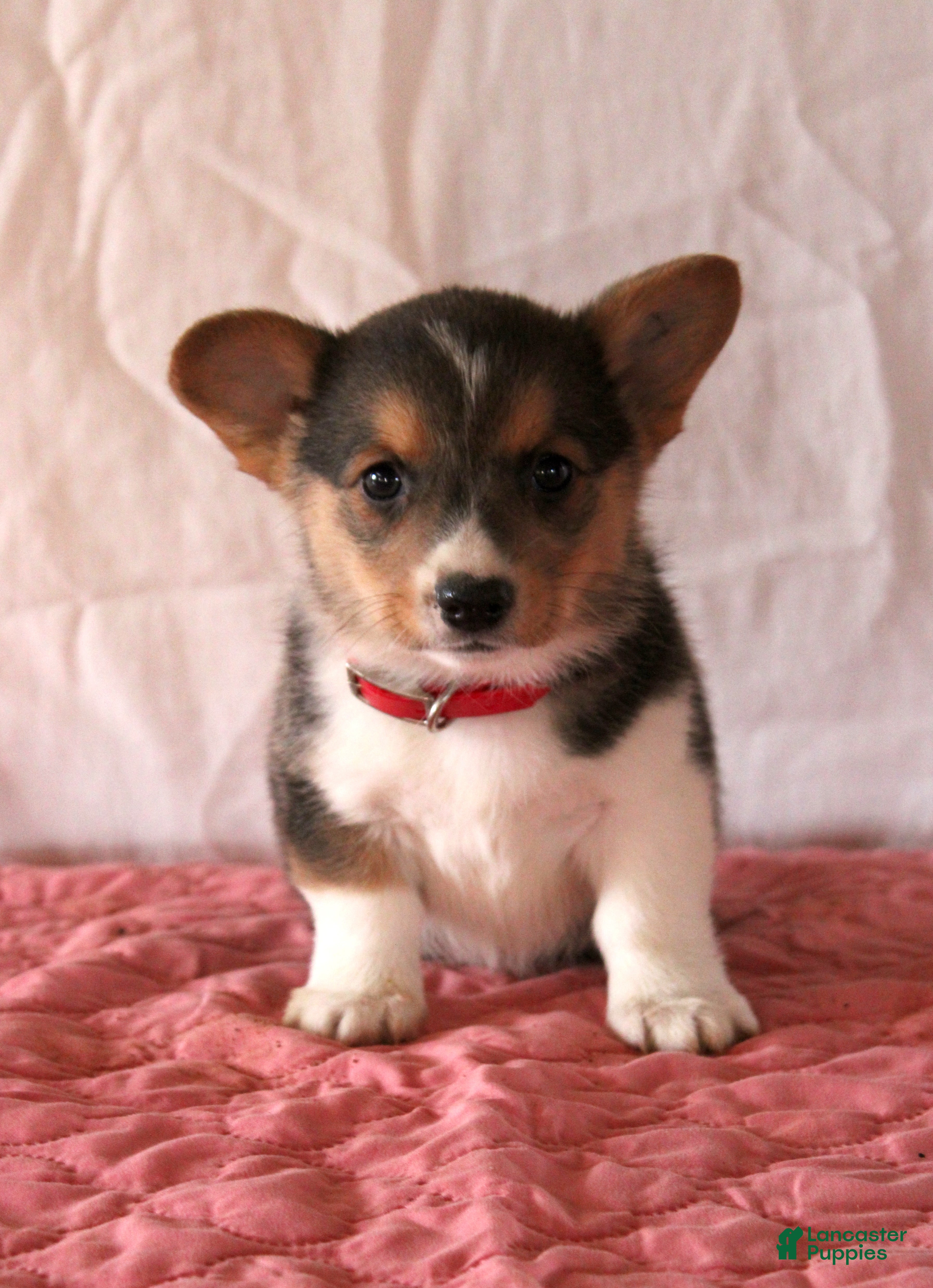 Welsh Corgi Pembroke dogs Layla - Ad 22