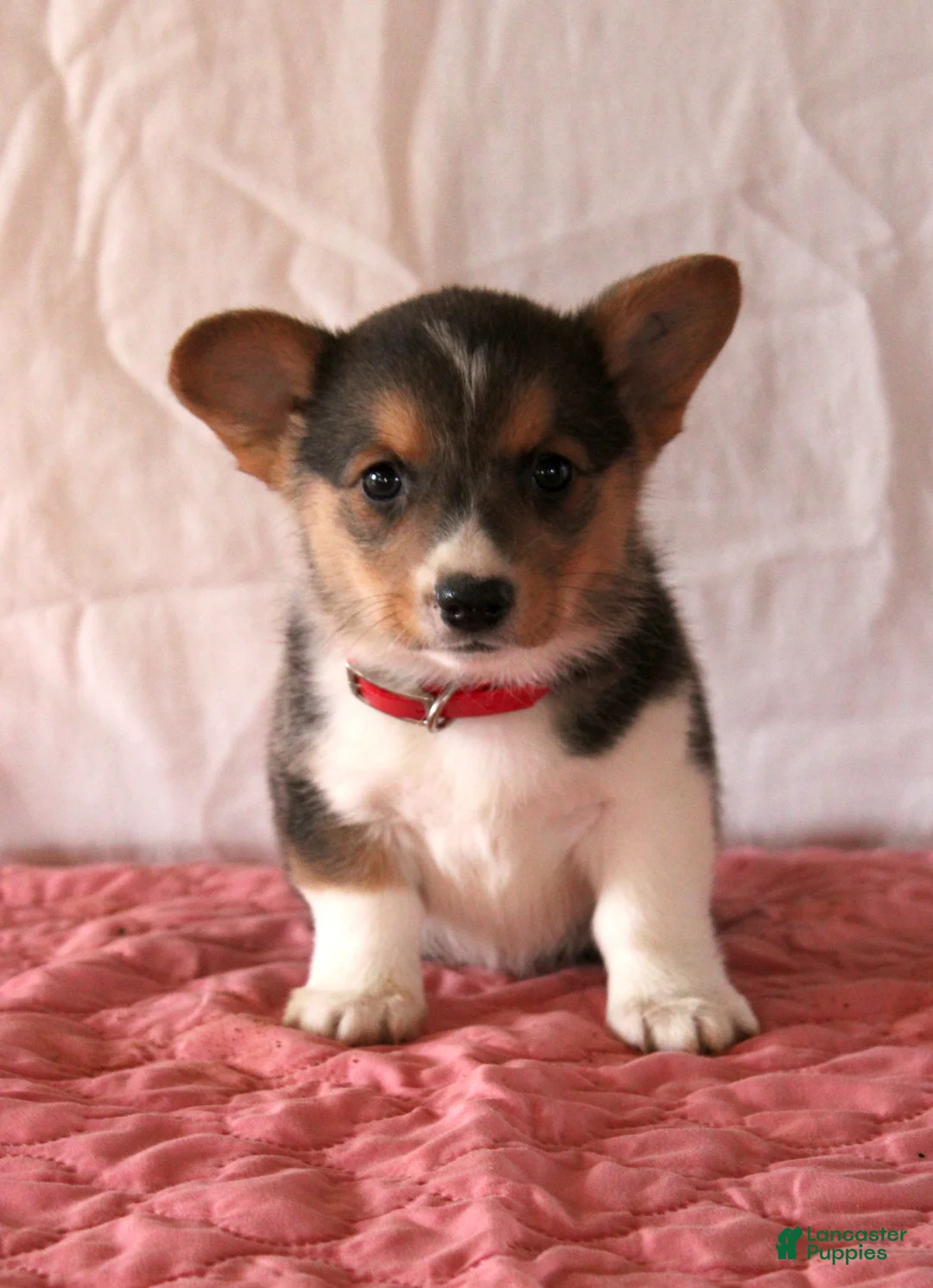 Welsh Corgi Pembroke dogs for sale: Layla - Ad 1