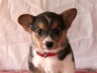 Welsh Corgi Pembroke dogs Layla - Ad 22