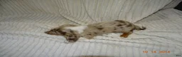 Miniature Dachshund dogs for sale: Bear  - Ad 2