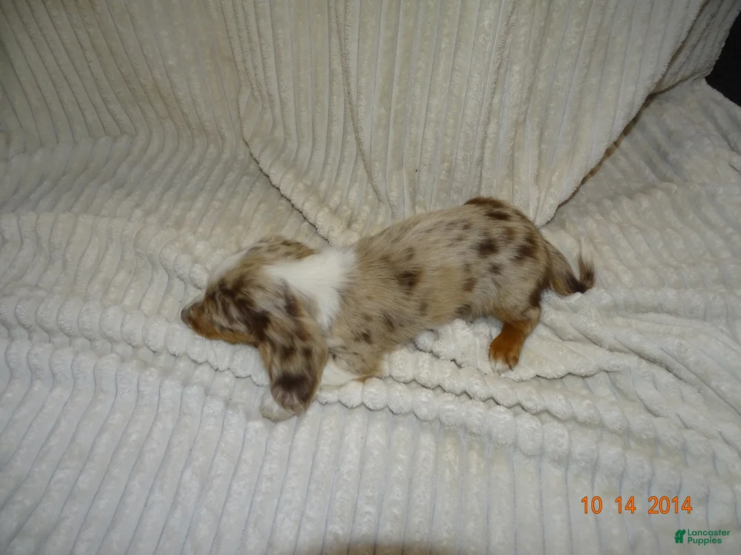 Miniature Dachshund dogs for sale: Bear  - Ad 2