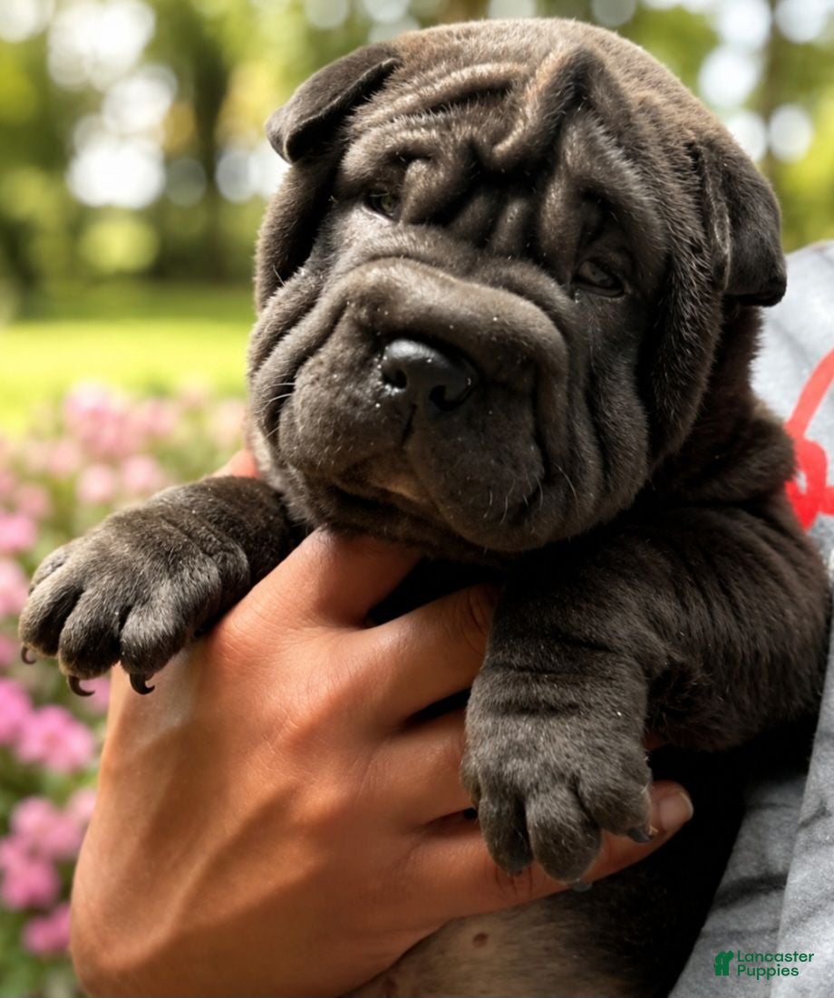 Shar Pei dogs Boba  - Ad 1