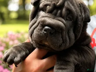 Shar Pei dogs Boba - Ad 1