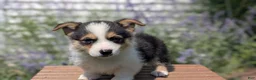 Welsh Corgi Pembroke dogs for sale: Liam  - Ad 4