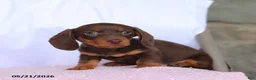 Miniature Dachshund dogs for sale: Cole - Ad 4