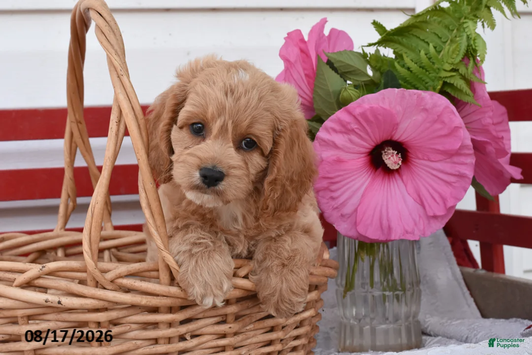 Cockapoo dogs for sale: Shannon - Ad 1