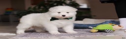 Samoyed dogs for sale: Rocky - Ad 4