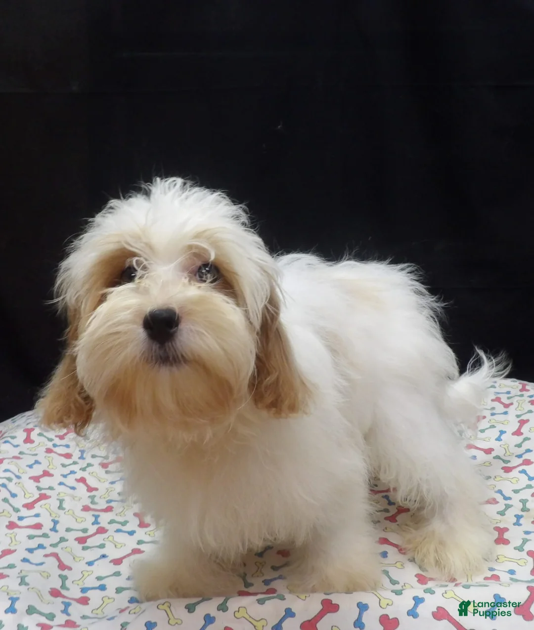 Shihpoo dogs for sale: Jacky  - Ad 2