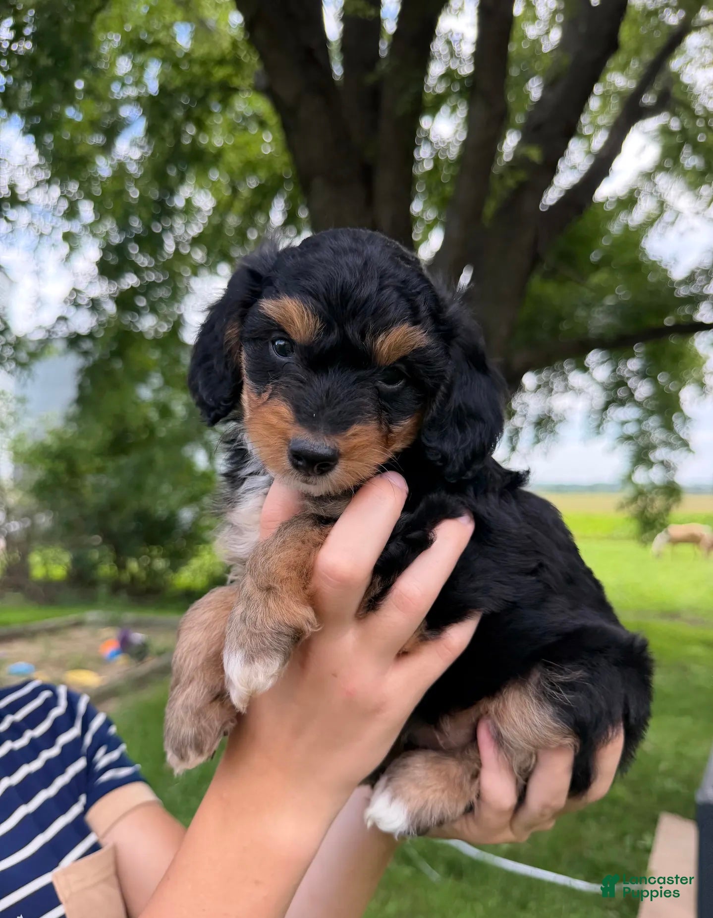 Mini Aussiedoodle dogs Benny - Ad 1
