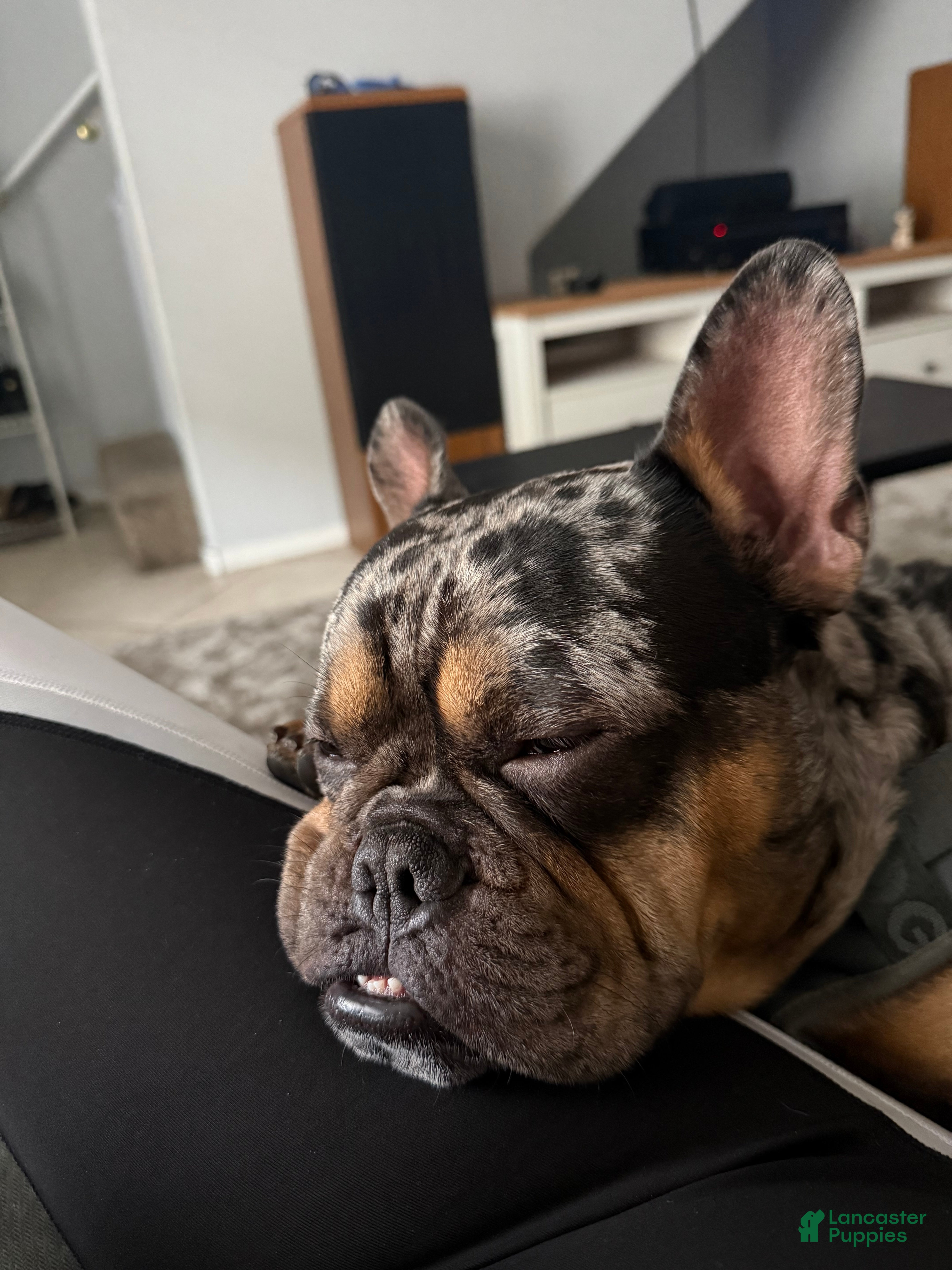 French Bulldog dogs for sale: French Bulldog 1 - Ad 14