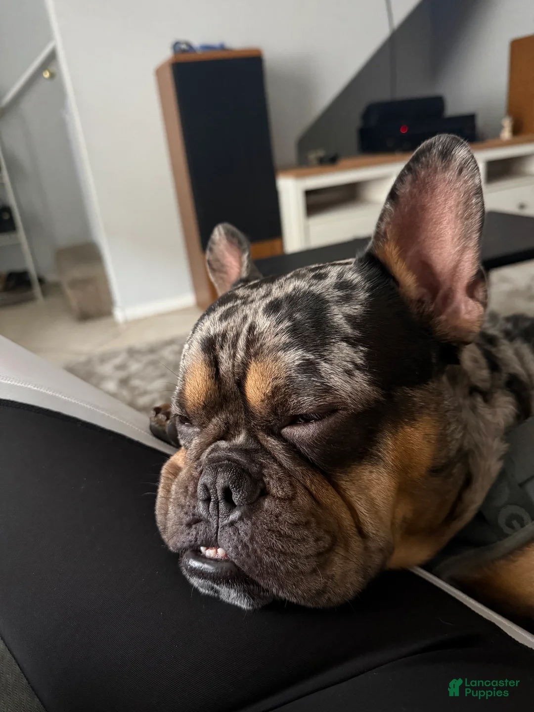 French Bulldog dogs for sale: French Bulldog 1 - Ad 1