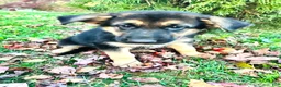 German Shepherd dogs for sale: Belle - Ad 10