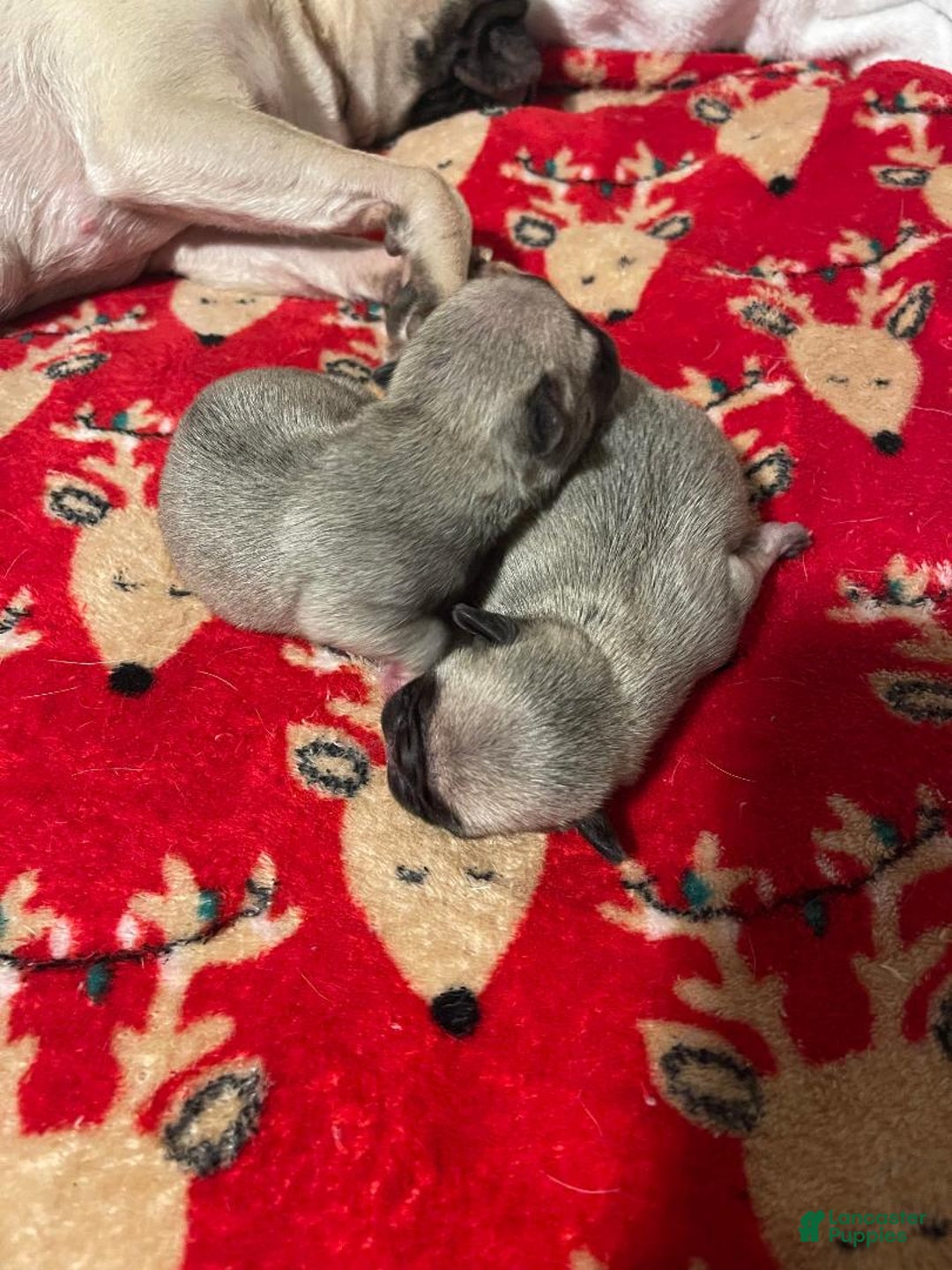 Pug dogs for sale: DIESEL - Ad 5