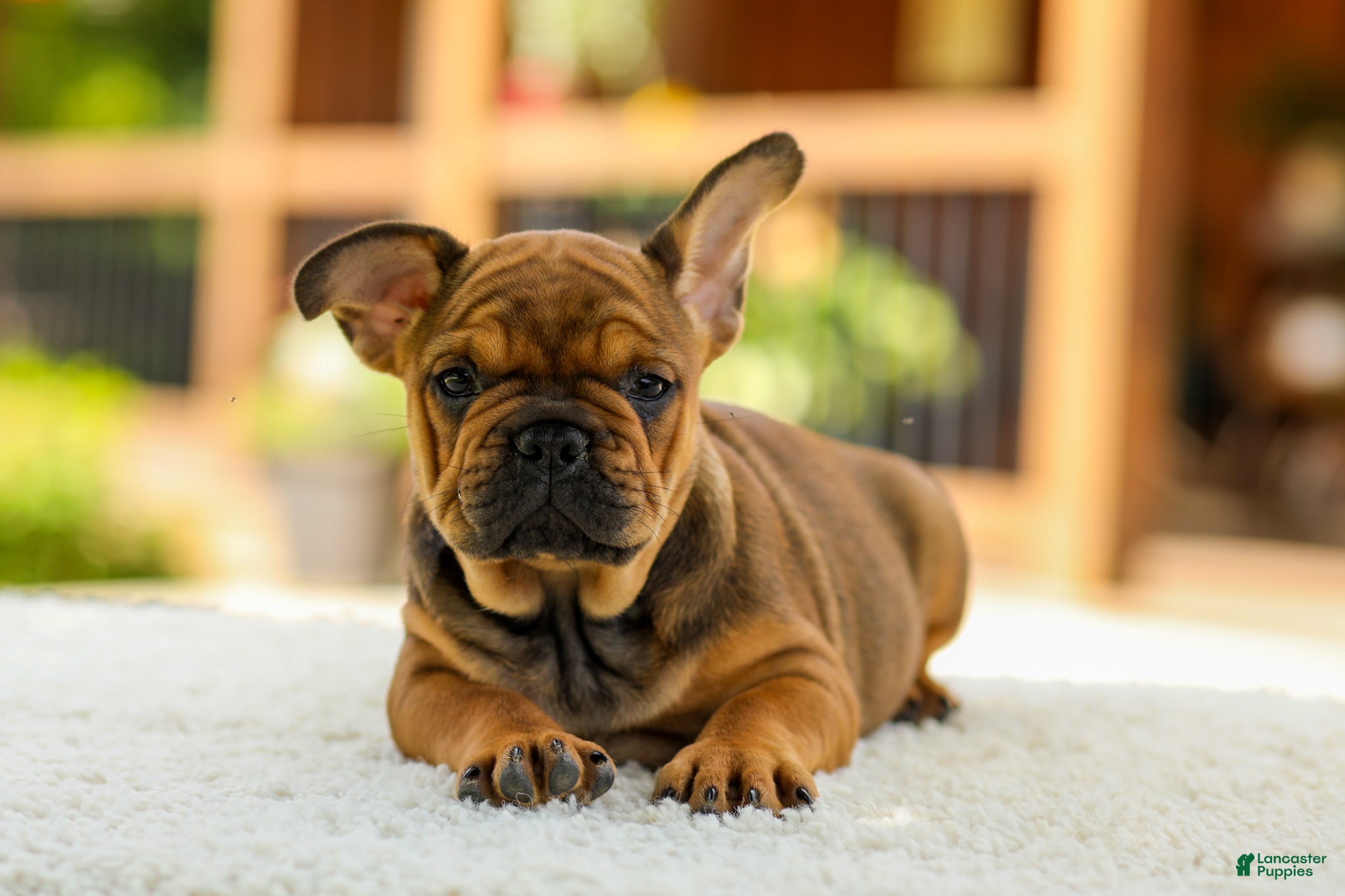 French Bulldog dogs Olivia – Fawn Brindle - Ad 1